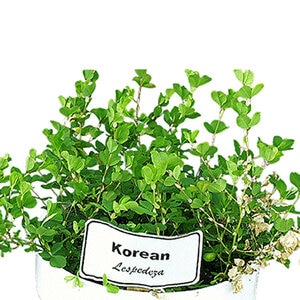 Korean Lespedeza Seed (50 lb. Bag)