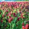 Crimson Clover Coated Seed (lb.)