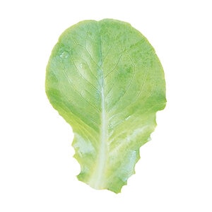 Lettuce Winter Density Vegetable Seed 1/32 oz. Packet