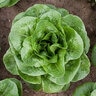 Lettuce Winter Density Vegetable Seed 1/32 oz. Packet