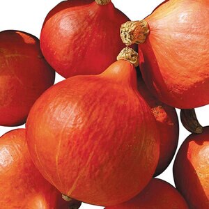 Squash Red Kuri Winter Vegetable Seed 1/8 oz. Packet