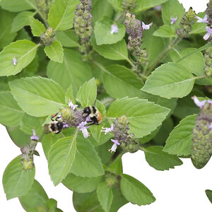 Basil Sacred Herb Seed 1/10 gram Packet