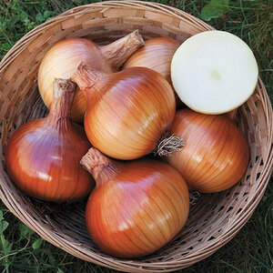 Onion Valencia Vegetable Seed 1/64 oz. Packet