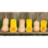 Squash Waltham Butternut Vegetable Seed 1/8 oz. Packet