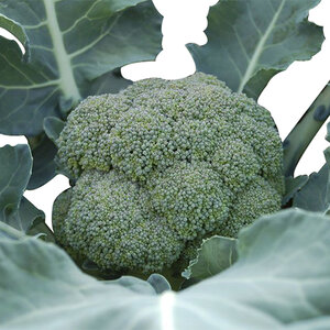 Broccoli Belstar F1 Vegetable Seed 25 Count Packet