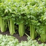 Celery Tango Vegetable Seed 50 Count Packet