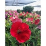 Petunia X Hybrida Wave Series Spreading Petunia