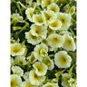 Petunia X Hybrida Wave Series Spreading Petunia