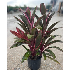 Cordyline Fruticosa Maria Ti Plant