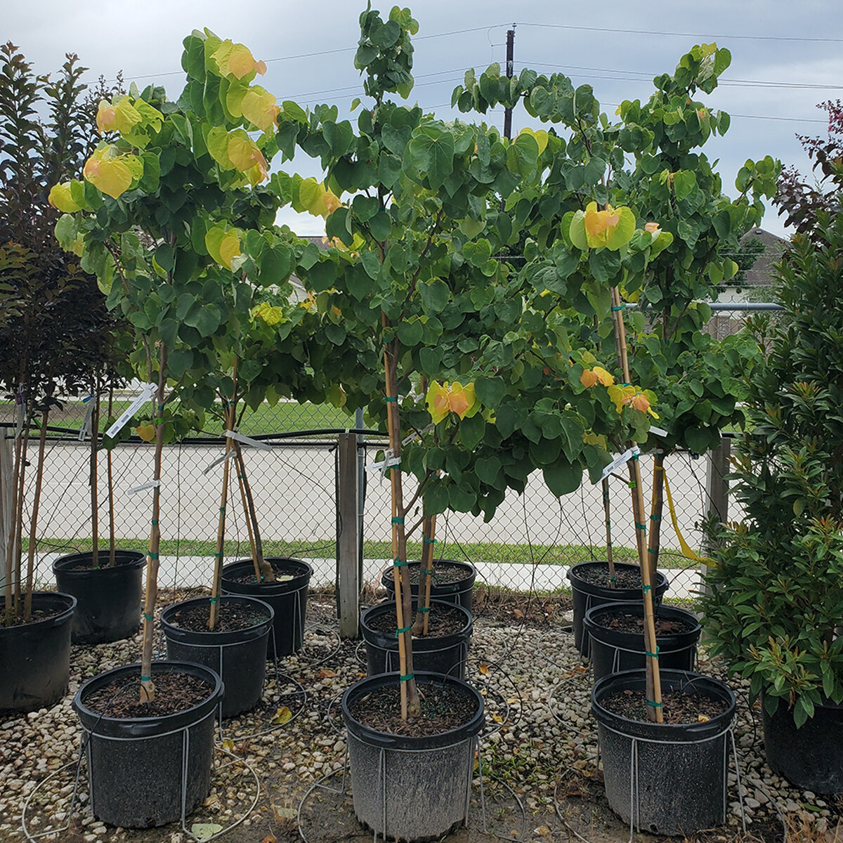 Cercis canadensis The Rising Sun Eastern Redbud | SiteOne US