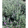 Leucophyllum frutescens Silverado Texas Sage