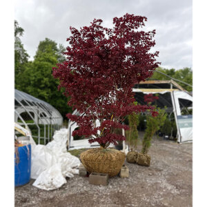 Acer Palmatum Shojo Nomura Japanese Maple Specimen Ball and Burlap