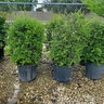 Ilex Vomitoria Pride of Houston Yaupon Holly