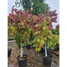 Cercis Canadensis Flame Thrower Eastern Redbud