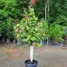 Cercis Canadensis Flame Thrower Eastern Redbud
