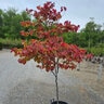 Cercis Canadensis Flame Thrower Eastern Redbud