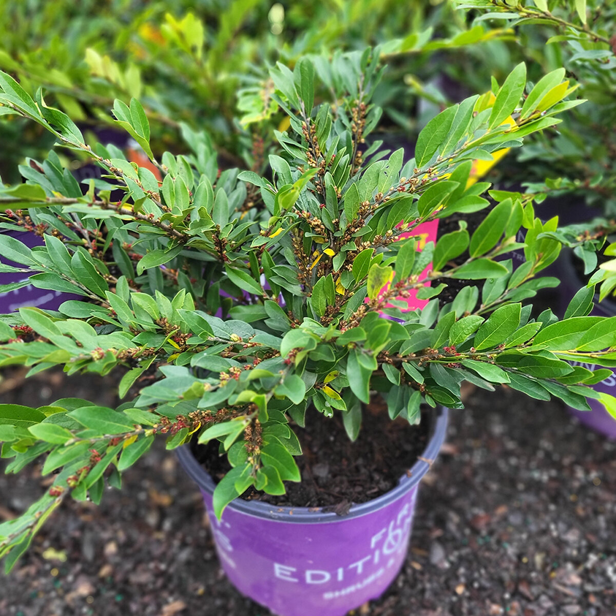 Distylium Vintage Jade Distylium | SiteOne US