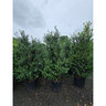 Ilex Crenata Chesapeake Japanese Holly