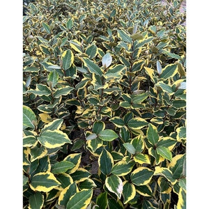 Elaeagnus X Ebbingei Viveleg Olive Martini Silverberry