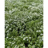Lobularia Maritima Clear Crystal White Alyssum