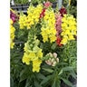 Antirrhinum Majus Sonnet Mixture Snapdragon