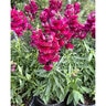 Antirrhinum Majus Sonnet Mixture Snapdragon