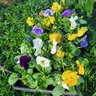 Viola X Wittrockiana Pure Color Mixture Pansy