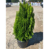 Platycladus (Thuja) orientalis Morgan Chinese Arborvitae