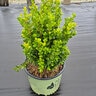 Buxus X NewGen Freedom Boxwood