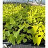 Ipomoea Batatas FloraMia Limon Wedge Sweet Potato Vine