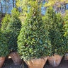 Ilex X Robin Red Holly 