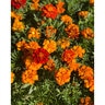 Tagetes patula Red French Marigold