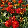 Tagetes patula Red French Marigold