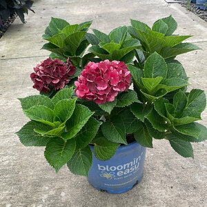 Hydrangea Macrophylla Cherry-Go-Round Big Leaf Hydrangea