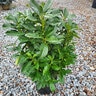 Prunus Laurocerasus Nana Dwarf English Laurel