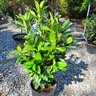 Prunus Laurocerasus Nana Dwarf English Laurel
