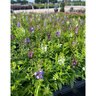Angelonia Angustifolia Mix Summer Snapdragon