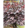 Loropetalum Chinense var. Rubrum Crimson Fire Fringe Flower