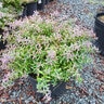Vaccinium Darrowii Camp cv. Rosas Blush Evergreen Blueberry