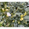 Camellia Japonica Man Size Camellia