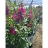 Buddleia X Miss Molly Butterfly Bush