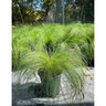 Nassella (Stipa) Tenuissima Mexican Feather Grass