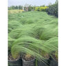 Nassella (Stipa) Tenuissima Mexican Feather Grass
