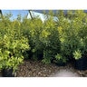 Myrica Cerifera Dons Dwarf Wax Myrtle