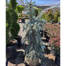 Picea Pungens Baby Blue Colorado Spruce