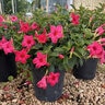 Mandevilla X Madinia Pink Dipladenia
