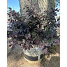 Loropetalum chinense Cerise Charm Fringe Flower