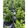 Buxus Microphylla Sprinter Boxwood