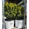 Buxus Microphylla Sprinter Boxwood