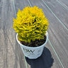 Thuja Occidentalis Color Choice Anna's Magic Ball Arborvitae